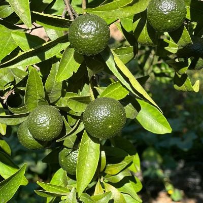 Bodrum Yeşil Mandalini