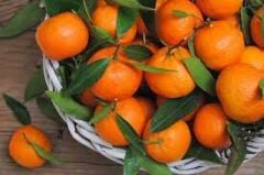 Bodrum Mandalini ( KİNİN )