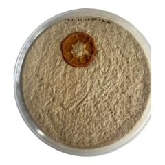 MANDALİNALI TAHİN HELVASI 500 GR