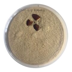 BADEMLİ TAHİN HELVASI 500 GR